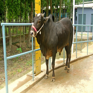Male - Bull (ষাঁড়)